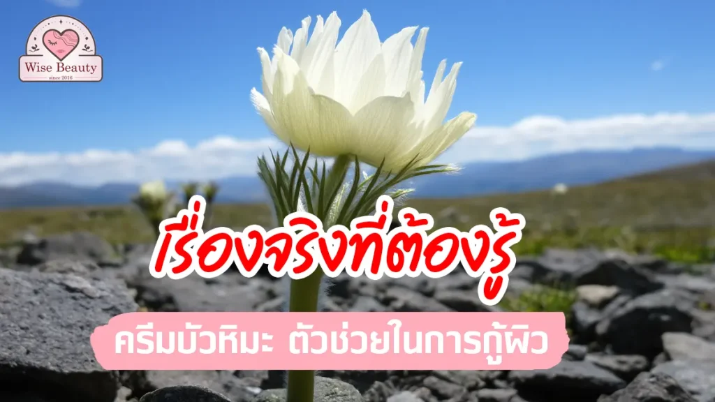 snow-lotus-cream-restore-your-skin